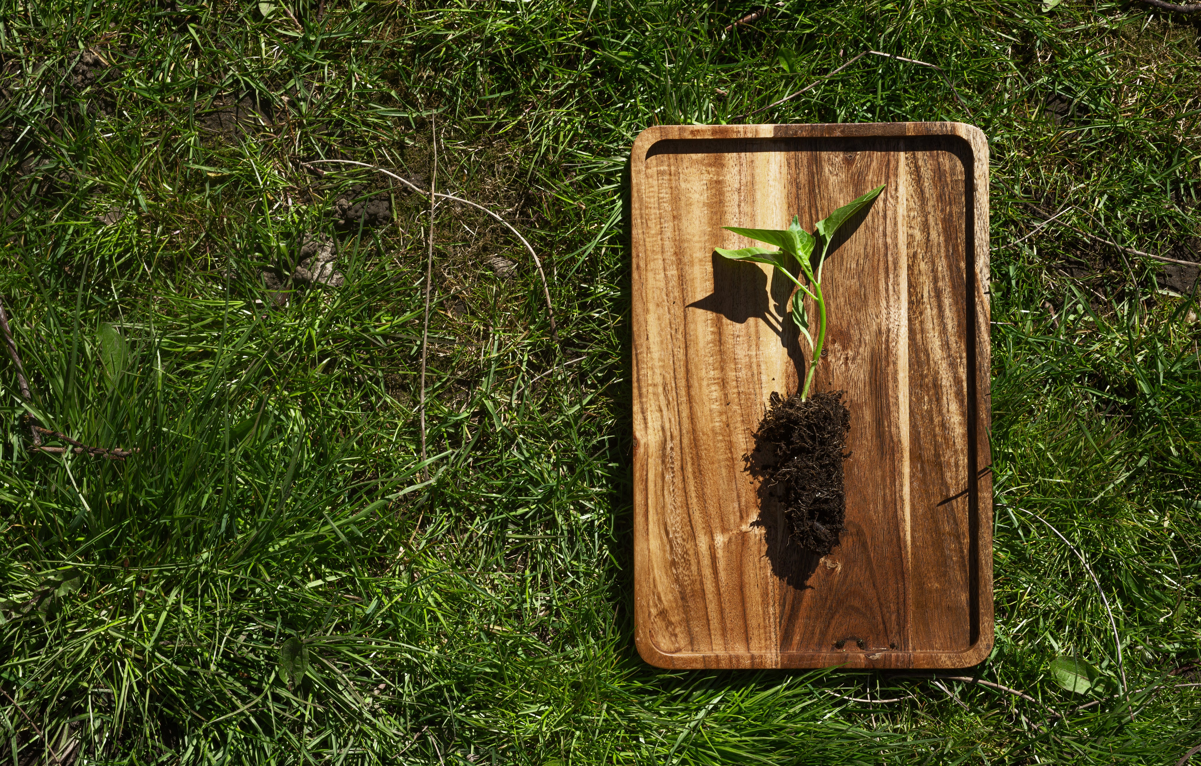 young-pepper-plant-on-a-wooden-tray-in-the-grass.jpg